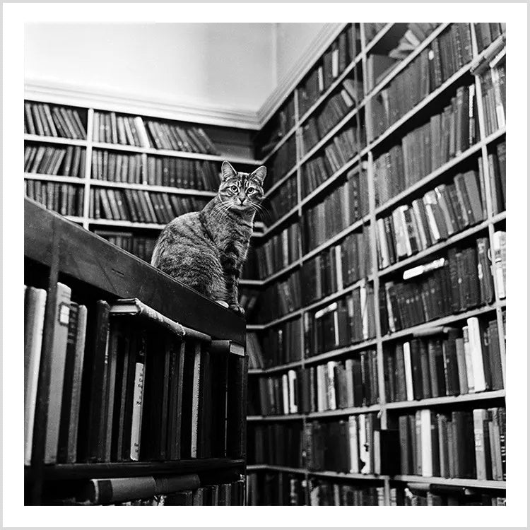 Library Cat Square Blank Greeting Card Holy Mackerel