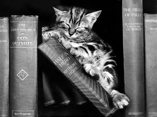 Kitten Sleeping in Books Blank Greeting Card Holy Mackerel