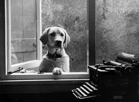 Labrador and Typewriter Blank Greeting Card Holy Mackerel